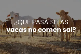 ¿Qué pasa si las vacas no comen sal? Riesgos para la salud y la productividad