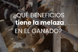 ¿Qué beneficios tiene la melaza en el ganado?