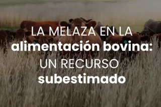 La melaza en la alimentación bovina: un recurso subestimado