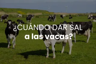 ¿Cuándo dar sal a las vacas?