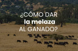 ¿Cómo dar la melaza al ganado?