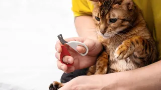 Cat Nail Trimming in Hialeah Gardens FL: A Comprehensive Guide by Boujee Mobile Pet Grooming