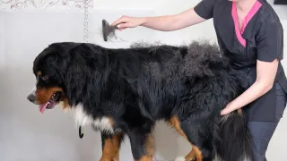 Expert Dog Deshedding in Miami Springs FL: The Ultimate Guide to a Healthier Coat