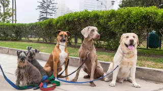 Mobile Dog Grooming for Large Breeds in Miami Lakes FL: Premium Care for Your Big Furry Friends
