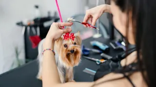 The Ultimate Pet Care Experience at Boujee Pet Grooming Salon Miami Springs FL: Gentle Grooming Services and Affordable Pet Care Solutions