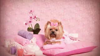 Luxury Pet Grooming Hialeah Gardens FL: The Ultimate Pet Experience at Boujee Pet Grooming Salon