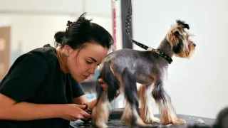 Full-Service Pet Salon Miami Lakes FL: Your Pet’s Ultimate Grooming Experience