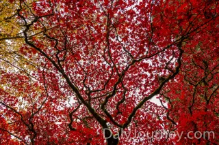 Arterial Fall