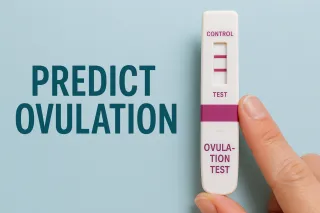 Ovulation Tracking: How Ultrasound Helps