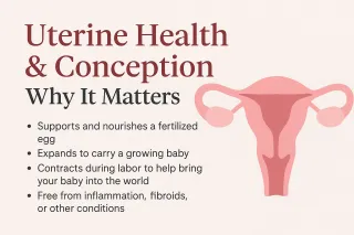 Uterine Health & Conception: Why It Matters