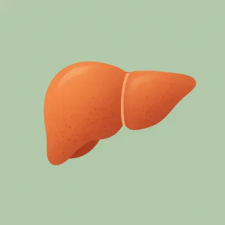 Fatty Liver? How Ultrasound Detects Early Signs