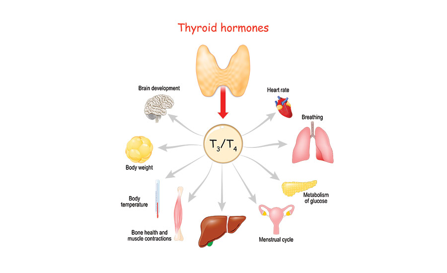 Thyroid & Metabolism: The Missing Connection