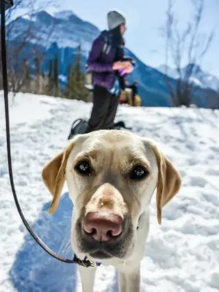 Your Pet Has a Lot to Tell You”