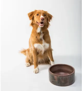 My Dog Won't Eat
