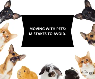 Mistakes to Avoid While Moving with a Pet