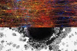 The human brain builds structures in 11 dimensions, discover scientists