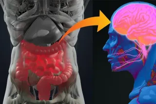 Gut Feeling: How the Gut–Brain Axis Affects Our Mood