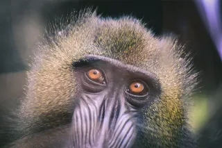 Neurons in Primate Area MSTd Signal Eye Movement Direction Inferred from Dynamic Perspective Cues in Optic Flow