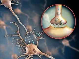 Amino Acid-Starved Brains Stay Smaller Through Life