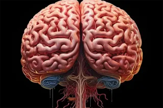 Neuronal Boost: Lactate’s Key Role in Brain Development Uncovered