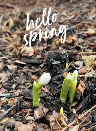 Thank You Dear Crocus