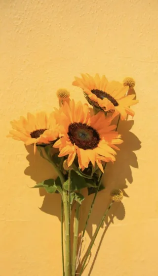 The Power of Positivity: Embracing Joy with a Sunflower Mindset