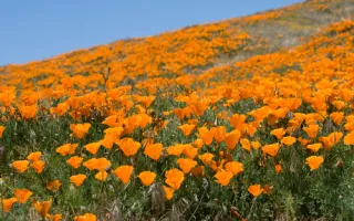 2025 Wildflower Forecast from the Kern River Region