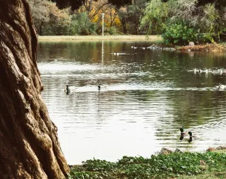 DUCKTALES

