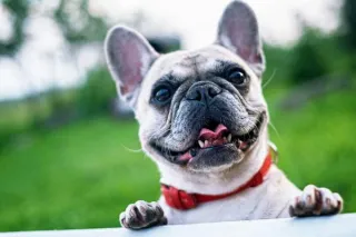 How to Stop a Dog from Barking: 7 Proven Techniques