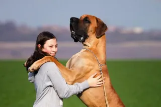 The Importance of Mental Stimulation for Dogs’ Overall Health