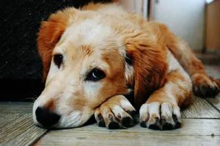 Signs Your Dog Might Be Bored (and How to Fix It!)