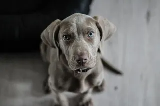 5 Fun Brain Games to Play with Your Dog Today