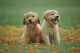 Top 10 Ways to Mentally Stimulate Your Dog at Home