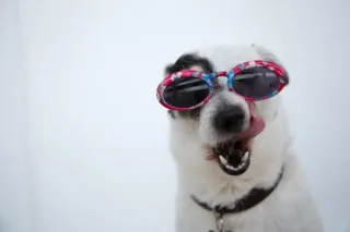 Understanding Dog Body Language: What Is Your Dog Really Saying?