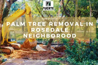 From Overgrown to Pristine: How We Removed Six Palm Trees in Bakersfield