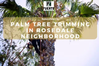 Dramatic Transformations: How Expert Tree Trimming Rejuvenated 90 Palms in Bakersfield!