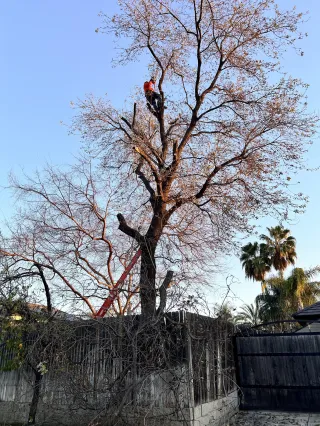 Understanding Tree Trimming Cost Estimates for Your Budget