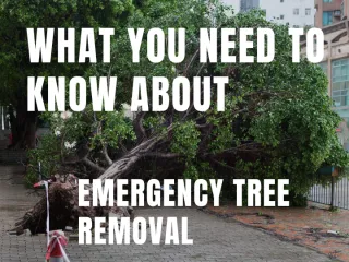 Essential Insights on Emergency Tree Removal Procedures