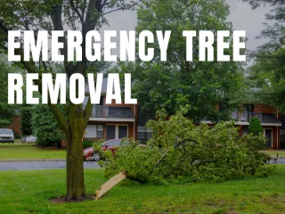 Emergency Tree Removal Services: What You Need to Know