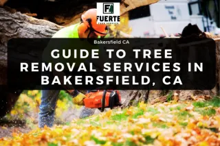 Guide to Tree Removal Services