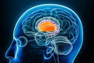 Training the Brain for Continuous Improvement