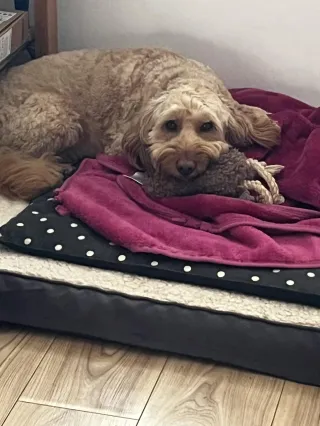 HOW TO PREPARE YOUR DOG FOR LIFE POST PANDEMIC