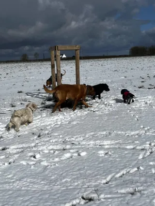 Top tips on how to keep your dog warm 