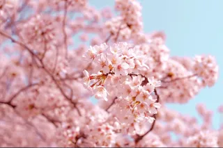 What is Ikigai?