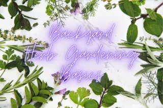 A Quick Overview of Growing Herbs in Your Backyard