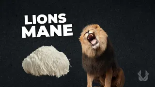 Say NO to Lions Mane