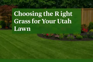 Choosing the Right Grass for Your Utah Lawn: Installer Insights from C&K Landscaping