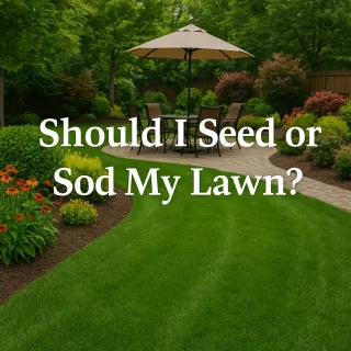 Should I Seed or Sod My Lawn?