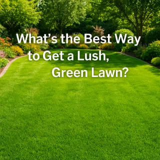 What’s the Best Way to Get a Lush, Green Lawn?