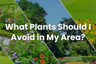 What Plants Should I Avoid in My Area?